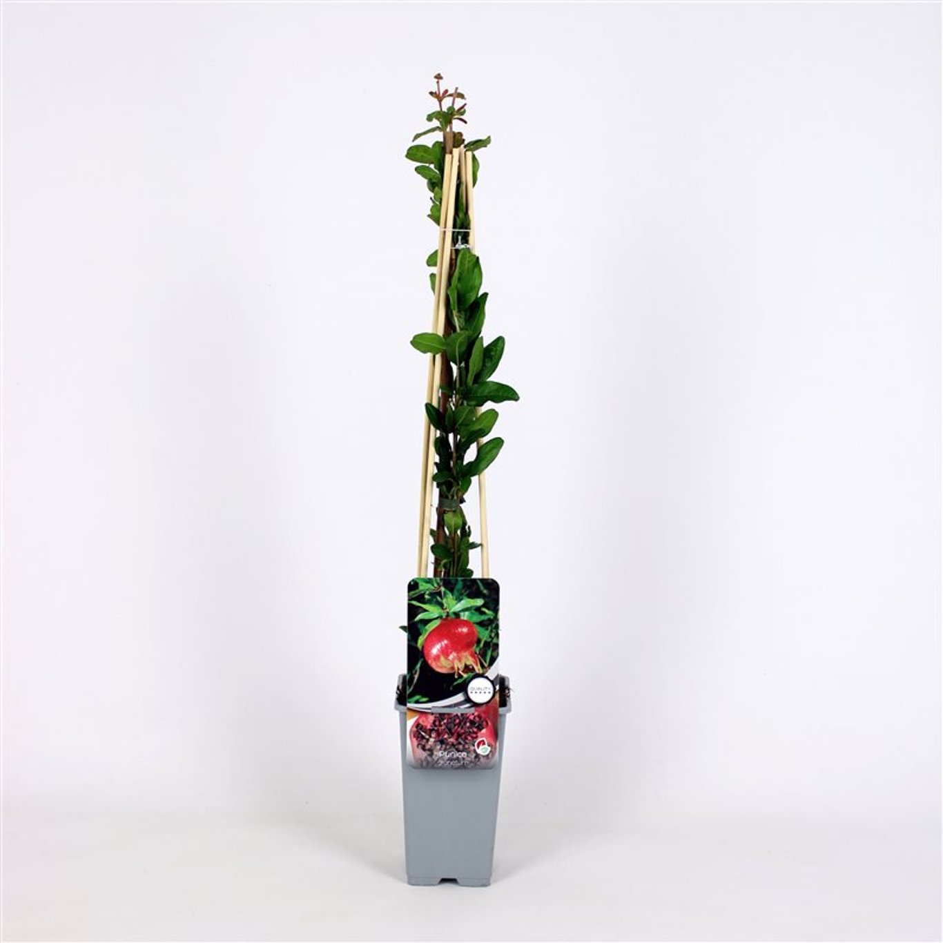 Punica granatum - C2 70/+ CM